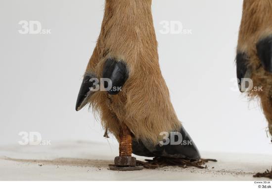 Foot Deer Animal photo references