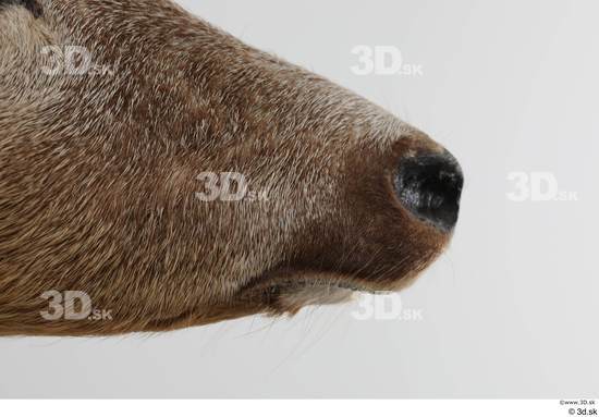 Mouth Nose Deer Animal photo references