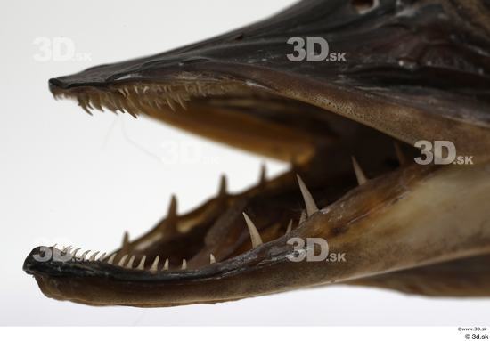 Mouth Teeth Fish Animal photo references