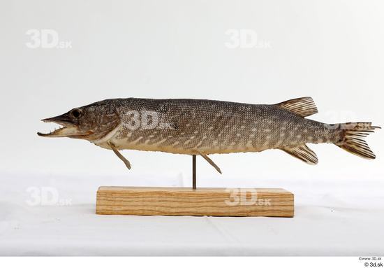 Whole Body Fish Animal photo references