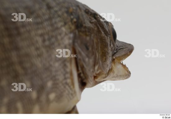 Mouth Head Fish Animal photo references