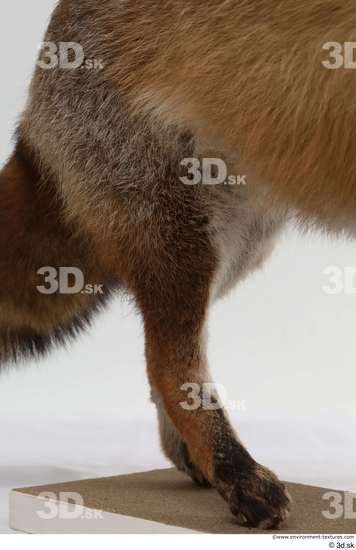 Leg Fox Animal photo references