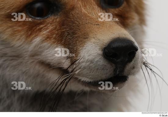 Mouth Nose Fox Animal photo references