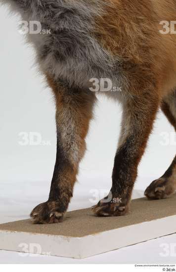 Leg Fox Animal photo references