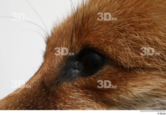 Eye Fox Animal photo references