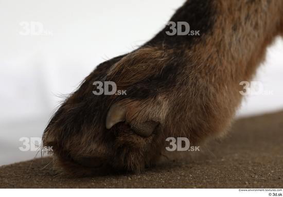 Foot Fox Animal photo references