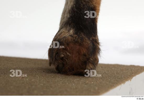 Foot Fox Animal photo references