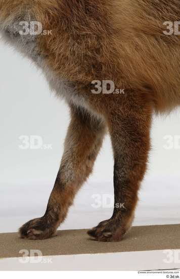 Leg Fox Animal photo references