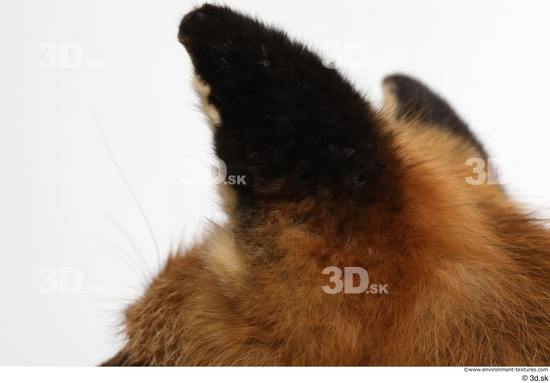 Ear Fox Animal photo references