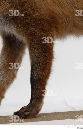 Leg Fox Animal photo references