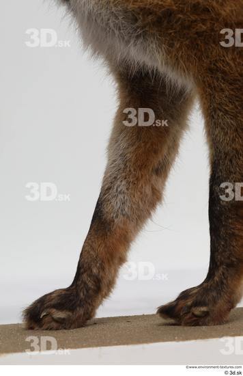 Leg Fox Animal photo references