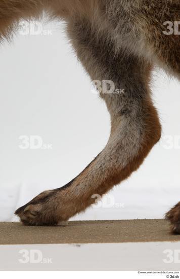 Leg Fox Animal photo references