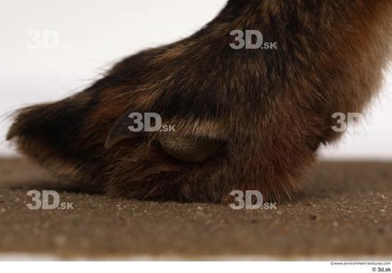 Foot Fox Animal photo references