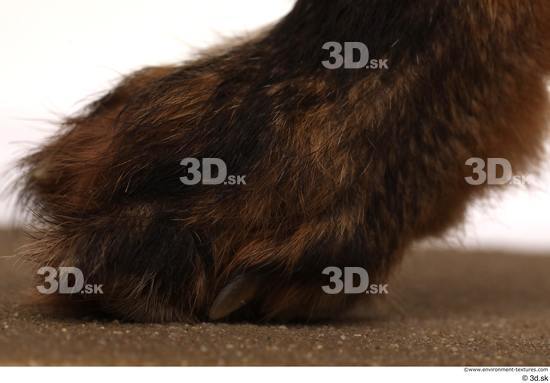 Foot Fox Animal photo references