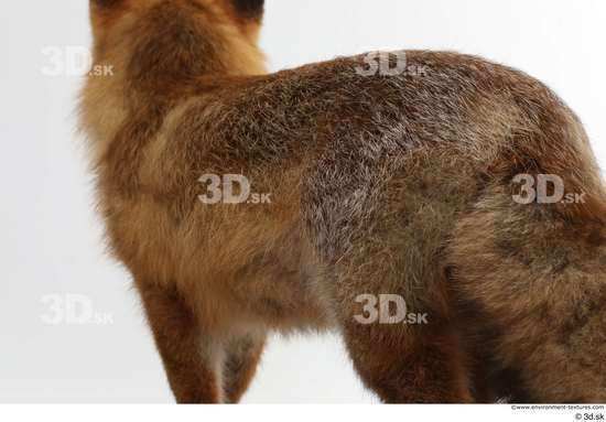 Back Fox Animal photo references