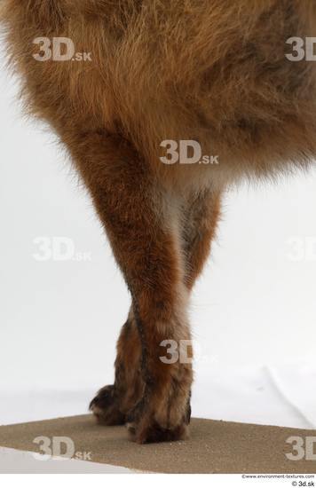 Leg Fox Animal photo references