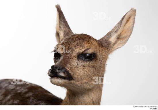 Head Deer Animal photo references