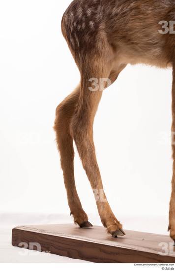 Leg Deer Animal photo references