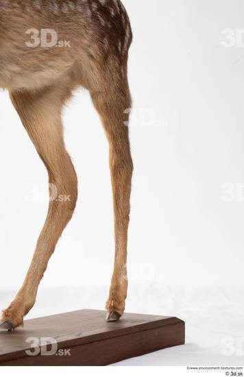 Leg Deer Animal photo references