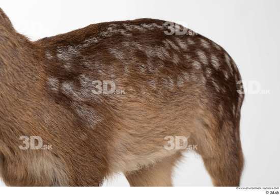 Back Deer Animal photo references