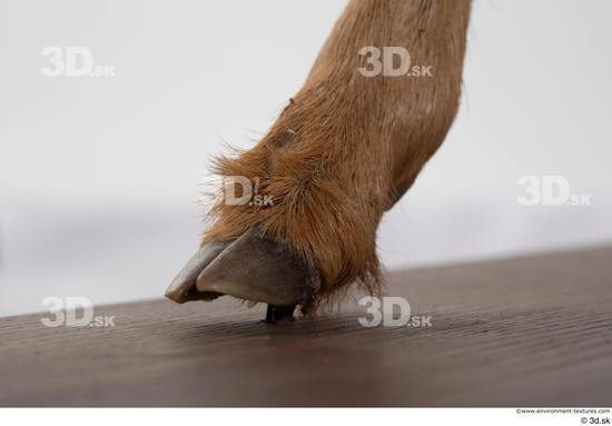 Foot Deer Animal photo references