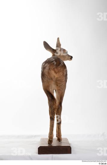 Whole Body Deer Animal photo references