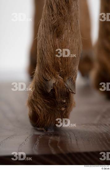 Foot Deer Animal photo references