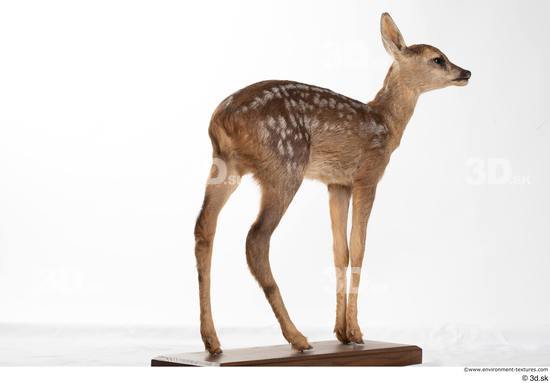 Whole Body Deer Animal photo references