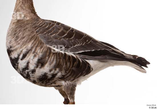 Chest Goose Bird Animal photo references