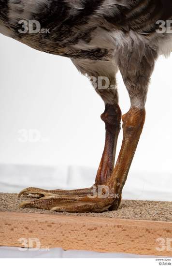 Leg Goose Bird Animal photo references