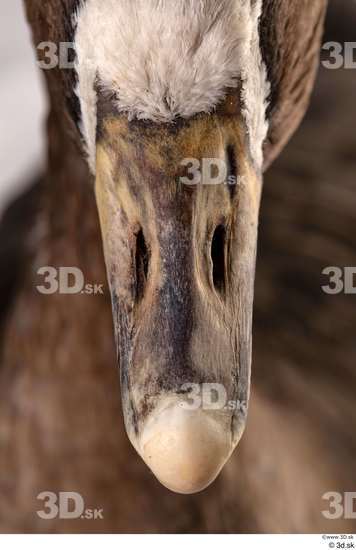 Head Goose Bird Animal photo references