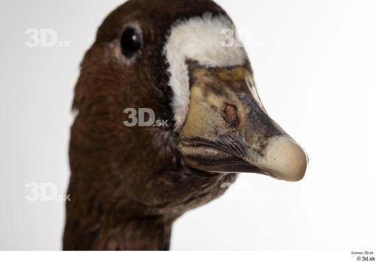 Head Goose Bird Animal photo references