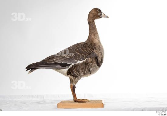 Whole Body Goose Bird Animal photo references