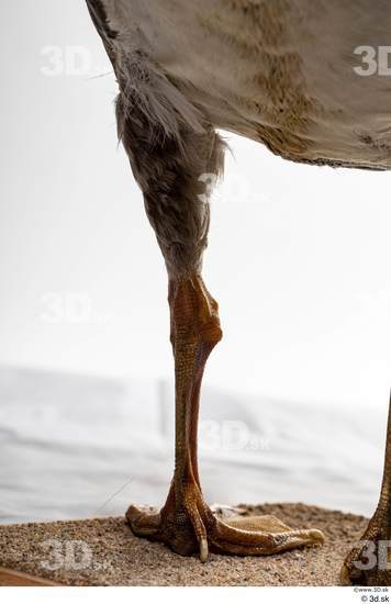 Leg Goose Bird Animal photo references