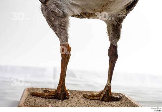 Leg Goose Bird Animal photo references