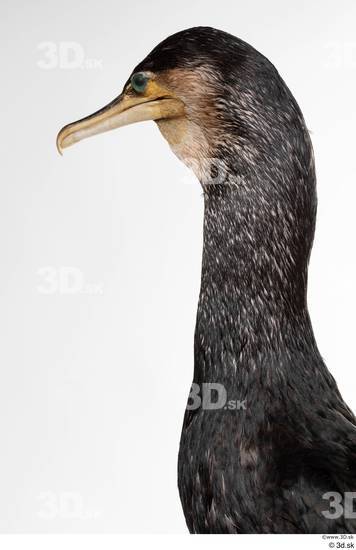 Neck Head Bird Animal photo references