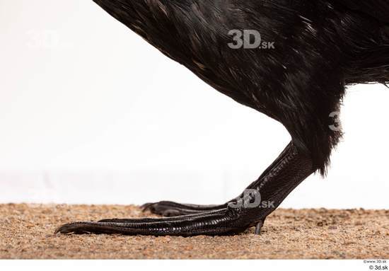 Leg Bird Animal photo references