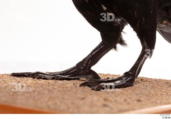 Leg Bird Animal photo references