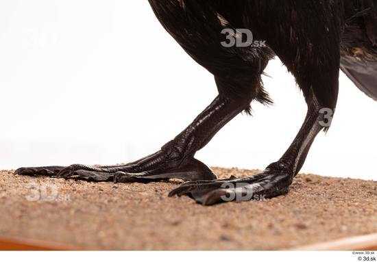 Leg Bird Animal photo references