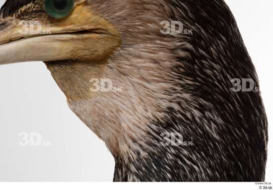 Head Bird Animal photo references