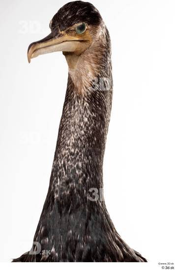 Neck Head Bird Animal photo references