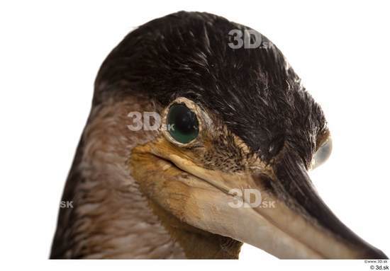 Eye Head Bird Animal photo references