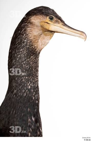 Neck Head Bird Animal photo references