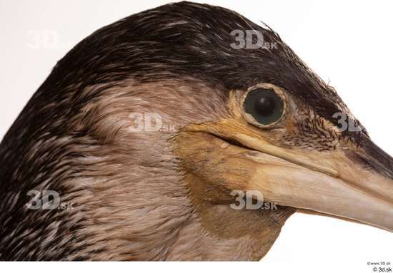 Eye Head Bird Animal photo references