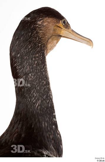 Neck Head Bird Animal photo references