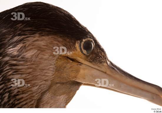 Eye Head Bird Animal photo references