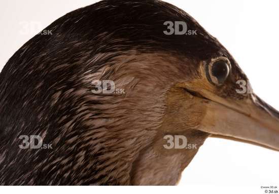 Eye Head Bird Animal photo references