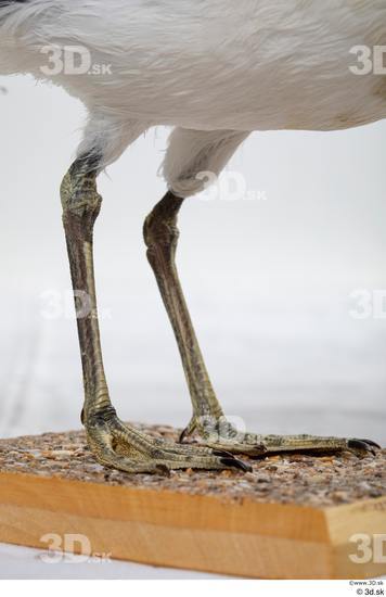 Leg Bird Animal photo references