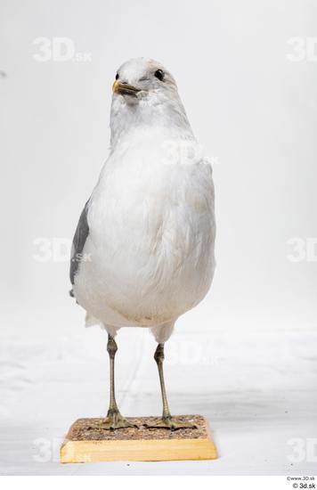 Whole Body Bird Animal photo references