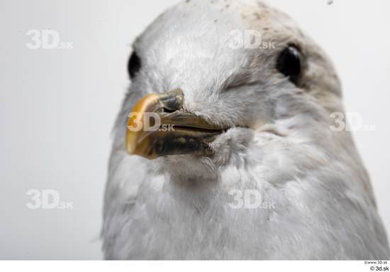 Mouth Bird Animal photo references